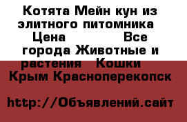 Котята Мейн-кун из элитного питомника › Цена ­ 20 000 - Все города Животные и растения » Кошки   . Крым,Красноперекопск